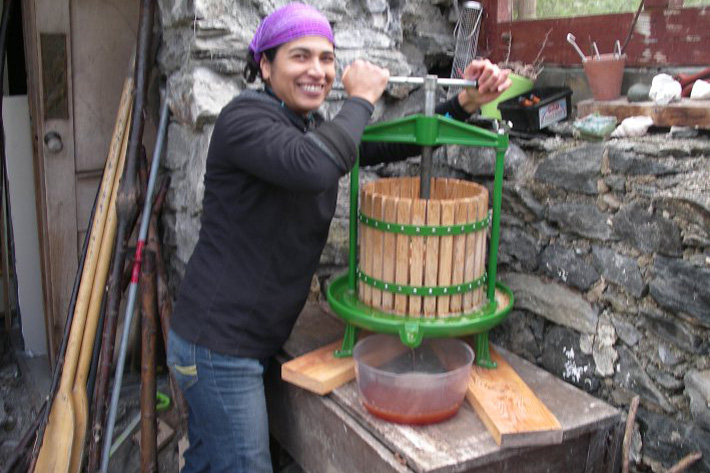 Graciela, a Wwoofer from Mexico, pressing Daisy Cottage apples in the old bothy