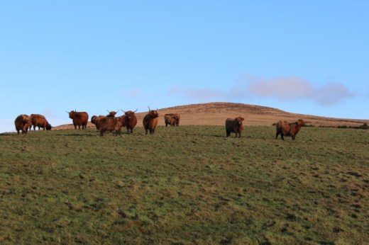West side farm: Highland cows on pasture, Argyll