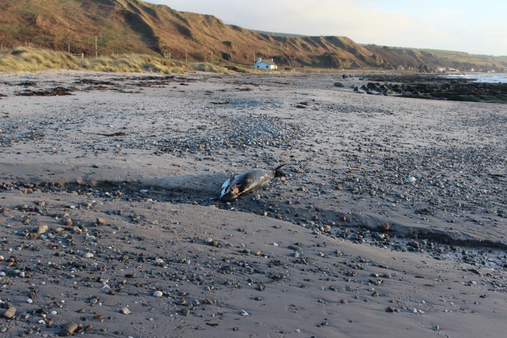 IMG_porpoise on Cleit beach